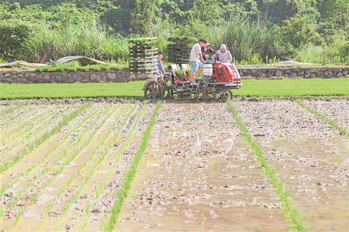 科技赋能农耕新画卷 岑巩县注溪镇水稻种植基地的现代化插秧实践