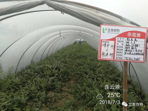 科技润沃土 服务零距离 立本作物科技的田间推广实践