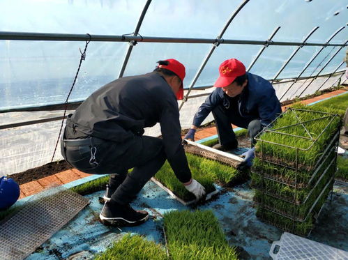 党建领航聚合力 科技助农促增收——兴凯湖农技推广中心提质增效践初心