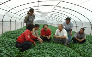 河曲县 微型化马铃薯良种繁育引领山区农业革命