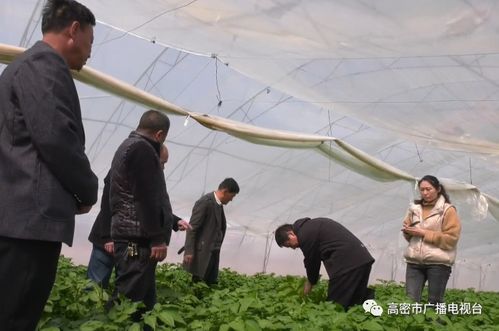 地头传经授艺，科技赋能田畴——我市扎实开展农技推广助力农业生产