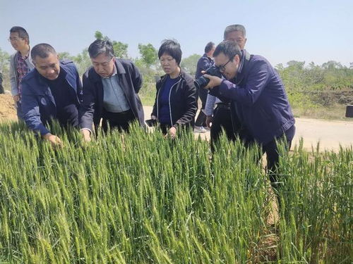 乔日红调研指导绛县小麦冻害，推进农业技术推广助力生产